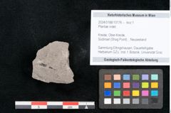 Foto (Objekt + Etikett) von Plantae indet.  (NHMW-GEO-2024-0188-10176)